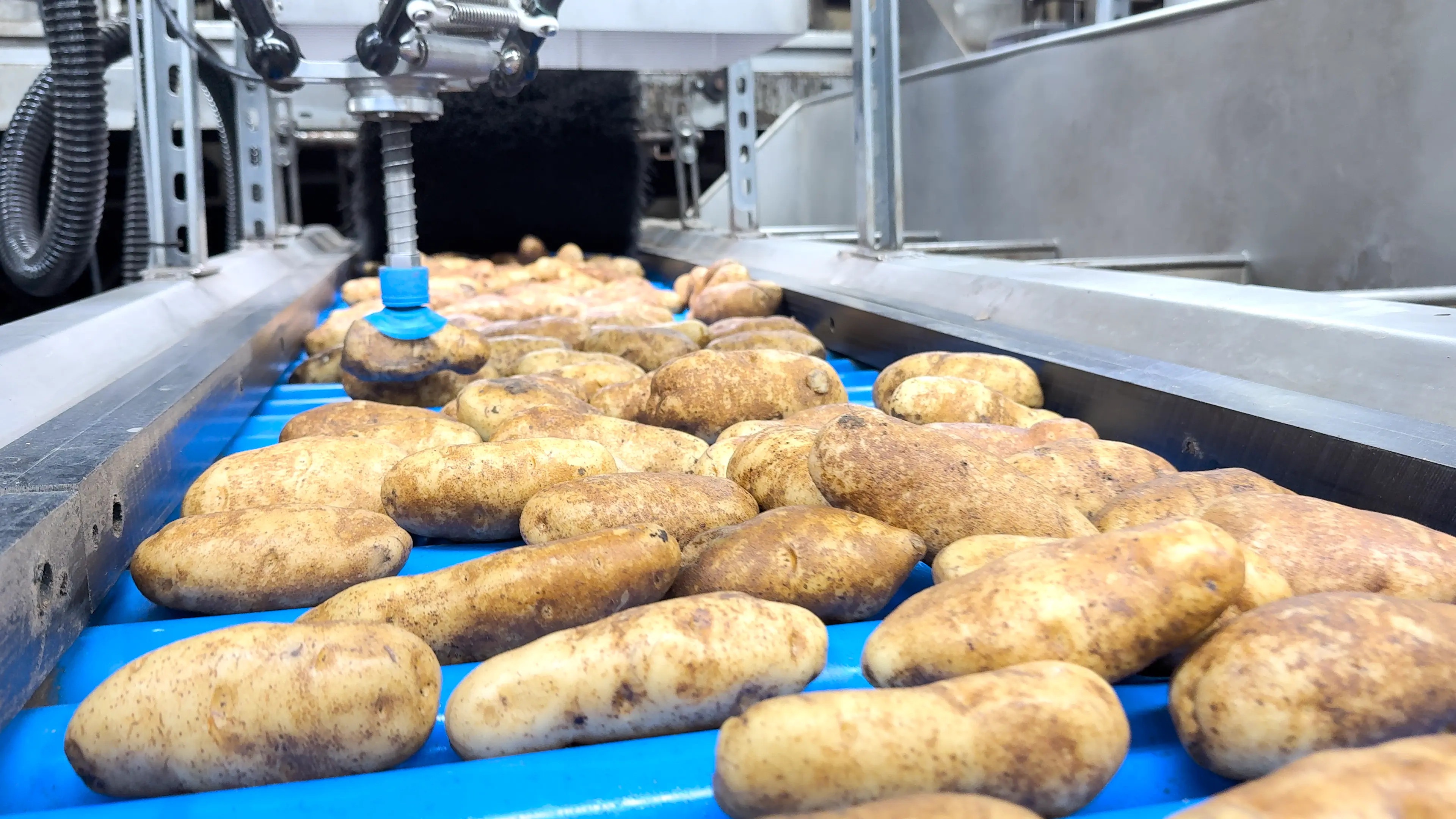 SiftAI® Robotic Sorter for Potatoes